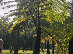 -中国科学院西双版纳热带植物园