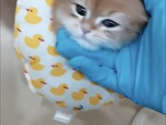 -海门爱心宠物医院