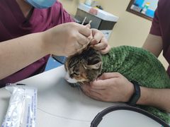 -宠颐生猫科·内科皮肤科(西平世纪城店)