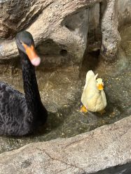 -Zoolung Zoolung动物主题公园(海信广场店)