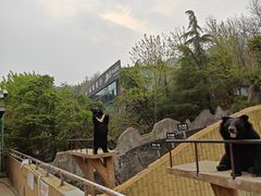 -东方熊牧场