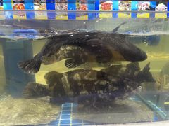 -大众海鲜(巨龙北路店)