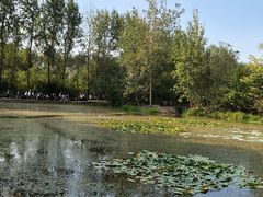 -溱湖国家湿地公园