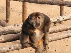 -西霞口神雕山野生动物世界