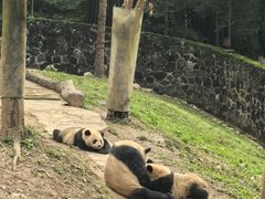 -都江堰中华大熊猫苑