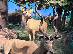 -国家自然博物馆