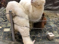 -上海大自然野生昆虫馆(东方明珠·爬宠昆虫探索中心)