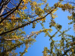 -吴淞炮台湾湿地森林公园烧烤区