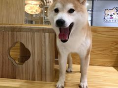 -柴源莊·柴小宠柴犬咖啡