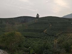 -十八棵（老龙井）御茶园(老龙井店)