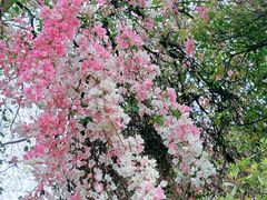 -深圳国际园林花卉博览园