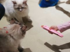 -藏猫猫咖啡主题馆(中央大道店)