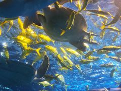 -太平洋海底世界