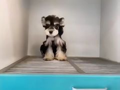 -萌宠之家·腊肠犬·马尔泰·小体犬舍
