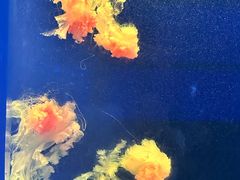 -西安曲江海洋极地公园