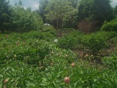 -黑龙江省森林植物园