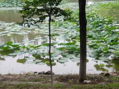 -东郊湿地公园