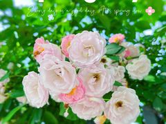 -杭州观成实验学校