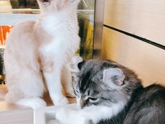 -瞄一喵猫咖(格力海岸店)
