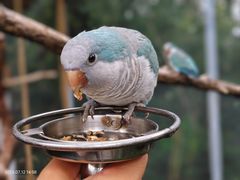 -鸡鸣汤包(红山动物园店)