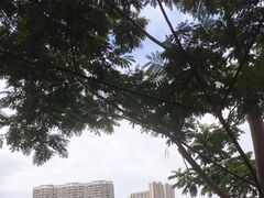 -清湖文化公园