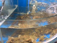 -四海蒸鲜蒸汽海鲜自助(北戴河店)