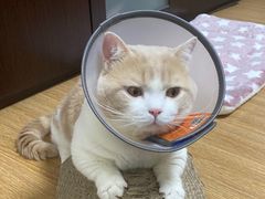-艾贝尔宠物医院 ·中兽医·宠保定点(北门桥店)