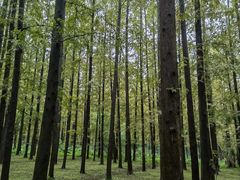 -东平国家森林公园