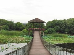 -荷塘月色湿地公园·向阳花洲