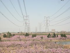 -田园东方蜜桃村的田野营地
