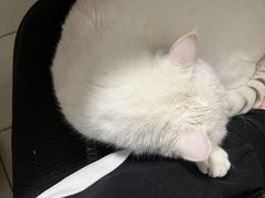 -纳吉亚猫专科动物医院·北北分院