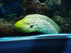 -上海海洋水族馆