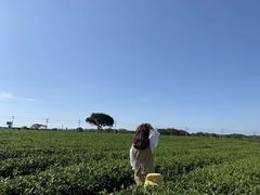 -雪绿茶博物馆