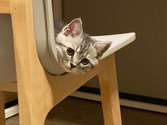 -佳雯宠物医院·皮肤科·内外科(春晓路分院)