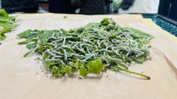 -太湖雪蚕桑文化园