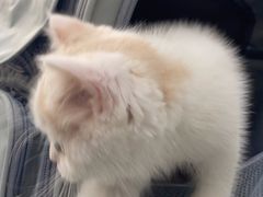 -美美宠物诊疗中心·异宠·骨科(滨江东信分院)