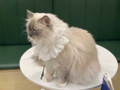 -安格丽娜·狗咖·猫咖羊驼咖(春熙路百盛商场店)