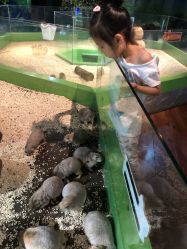 -未来动物城动物主题公园(大悦城店)