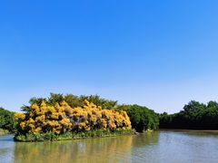 -大湾区中央湿地公园