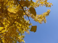 -长白岛森林公园