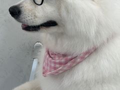 -共舞时光猫咖·狗咖(新街口店)