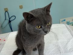 -纳吉亚猫专科动物医院·北北分院