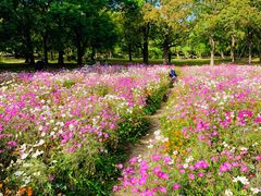 -上海共青森林公园