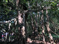 -中国科学院西双版纳热带植物园