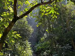 -西双版纳原始森林公园