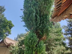 -张掖大佛寺景区