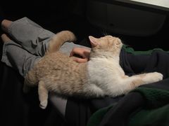 -东方名猫馆·英短金渐层布偶猫舍(环线广场1号楼店)