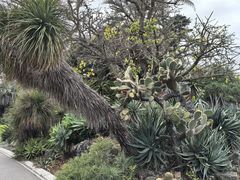 -墨尔本皇家植物园