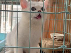 -屋虎猫馆(宝安大仟里店)
