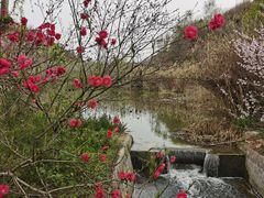 -渭南桃花源民俗文化园